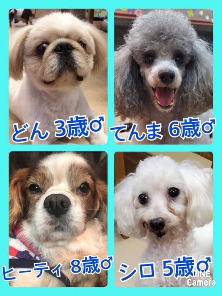 🐾今日の里親様募集中ワンコ🐶メンバーです🐾2020,8,26